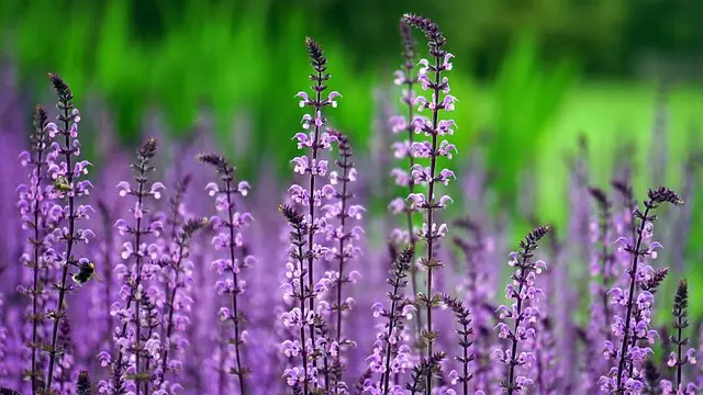 Guide d'Achat des Meilleurs Accessoires de Jardinage